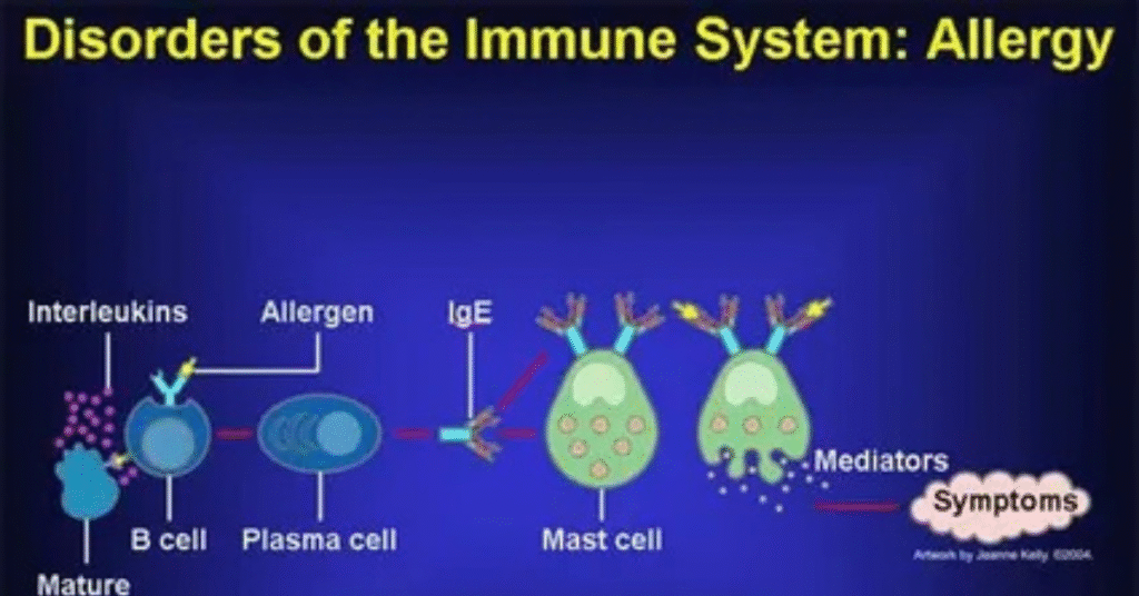 The Role of the Immune System in Allergies