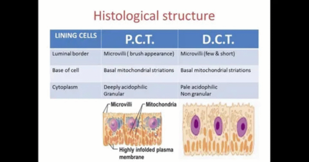 Core Duties of a PCT