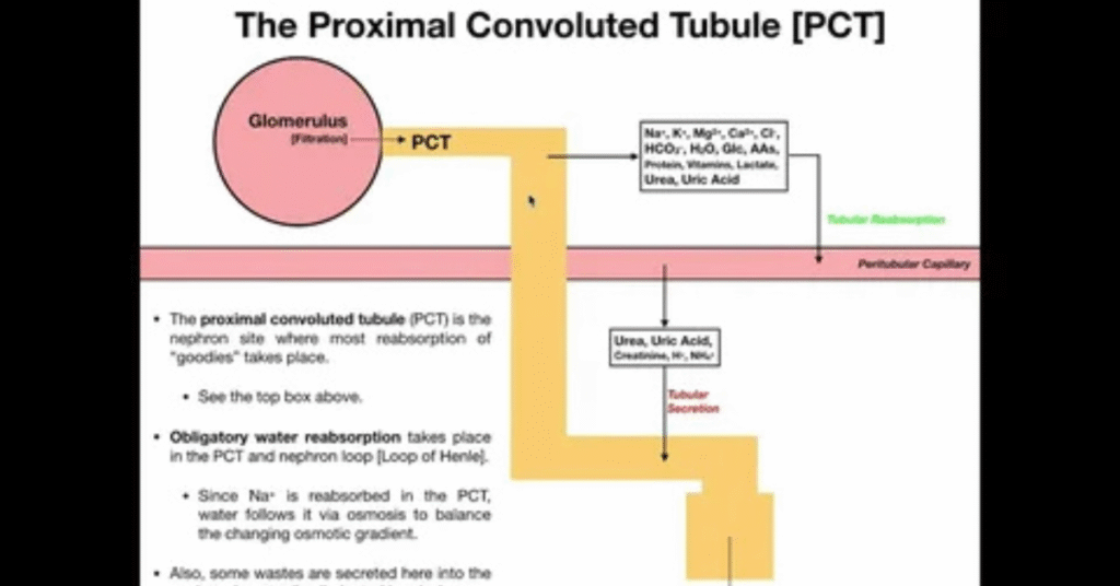 PCT vs. CNA: Key Differences